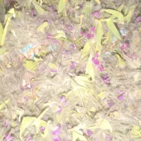 چای کوهی کلکنه