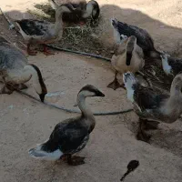 غاز