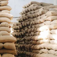 فروش انواع دان سبز قهوه