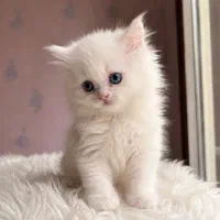 گربه