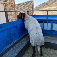 شیشک چاق هم واس قوچ کیلو ۶۲۰