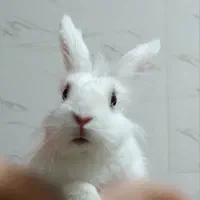 فوری ـ خرگوش لوپ و قفس و لوازم