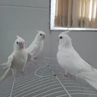 عروس هلندی