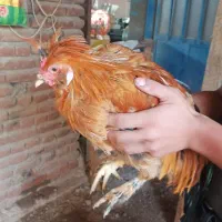 چندعددجوجه 5ماه زینتی