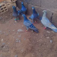 پلاکی
