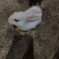 بچه خرگوش خونگی