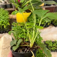 نشا|گل و گیاه طبیعی|کهک, |دیوار