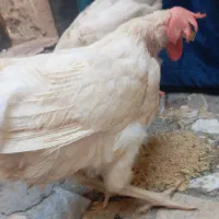 فروش مرغ گوشتی قربونی فقط سیصد
