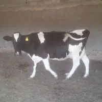گاو شیری و گوساله