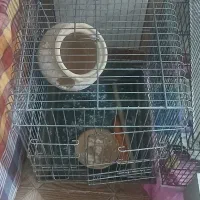 قفس نو سالم