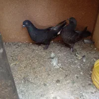کفتر
