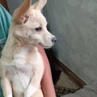 سگ شواوا نر