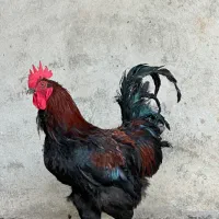 خروس و مرغ