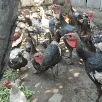 بوقلمون  اردک پروازی خروس نیمچه