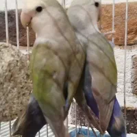 کوتوله برزیلی مولد