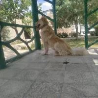 سگ خوب