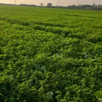 فروش یونجه پرس شده