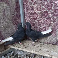 کبوتر جوجه دم سفید