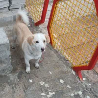 سگ بیستی گمشده