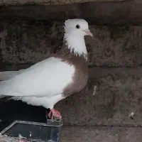 کبوتر طوقی