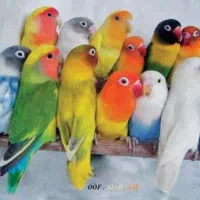 کوتوله برزیلی پیدا شده در صدرا