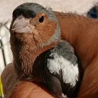 سهره جنگلی نر ۱ت