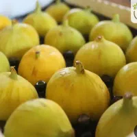 انجیر زرد گرمسار