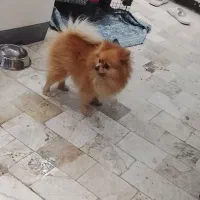 سگ پامر