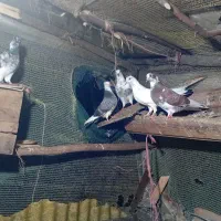 فروش کبوتر پرشی به شرط
