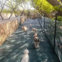 پانسیون سگ و گربه  با انتقال تصویر روی گوشی سرپرست