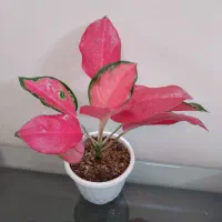 سانسوریا و آگلونما کلکسیونی و کمیاب