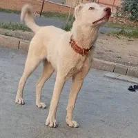سرابی