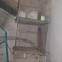 قفس پرنده
