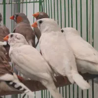 فروش ۴ جفت فنچ زبرا بصورت یکجا