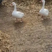 3عدد غاز 2عدد نر 1عدد ماده