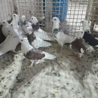 کبوتر