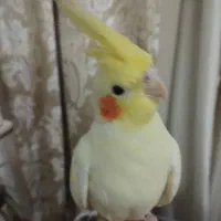عروس هلندی گمشده