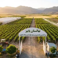 پسته تمشک هلو قیصی آلو کبوده انگور سنجد