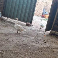 2 عدد غاز ماده ۲ ساله