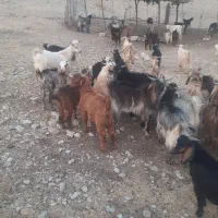 بزغاله
