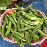 خیار خیارشوری