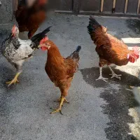 خروس جوان