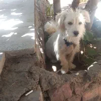 سگ پاکوتاه