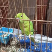 طوطی ملنگوماده آماده برای جفت گیری