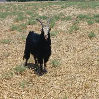 نربز