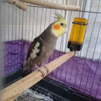 عروس هلندی نر سخنگو