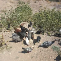 جوجه وتاریک محلی