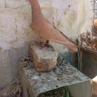 کفتر