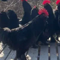 خروس اصل مرندی