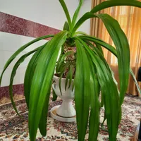 گل ذرتی|گل و گیاه طبیعی|مرودشت, استادیوم‎|دیوار